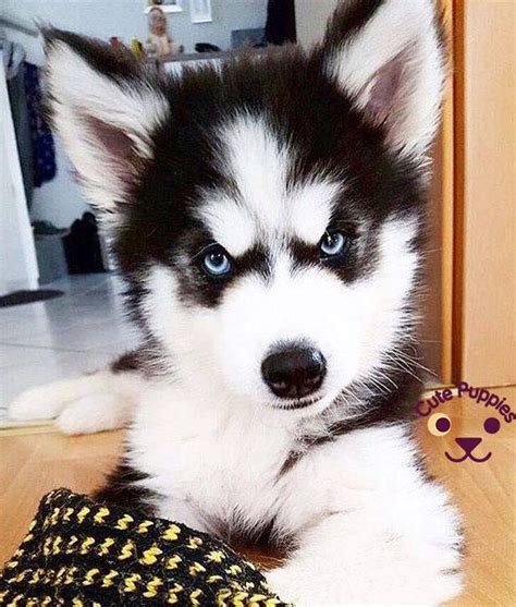 Once they are up and about, it doesn't take long for baby huskies to develop some serious personality. Cute Husky Puppies That You Will Love - Cute Puppies Now