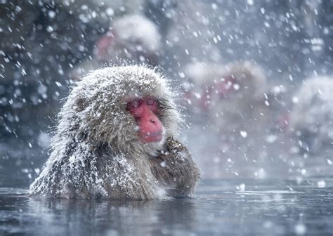 Spa Therapy Helps Japans Snow Monkeys Cope W Eurekalert