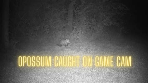 Opossum Caught On Gametrail Camera Youtube