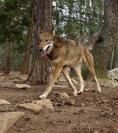 Just Settling In To Save The Red Wolves Only In Arkansas