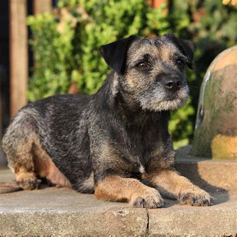 Border Terrier Dog Breed Information | The Dogman