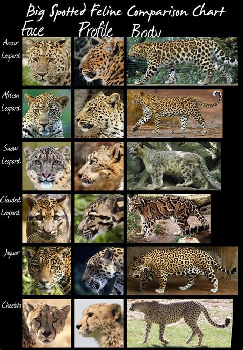 Spot Cats Comparison Huge File By Hdevers On Deviantart Cat Species
