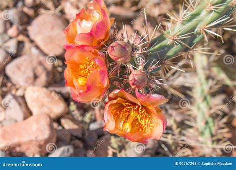 Flowers Of Desert Stock Photo 13155294