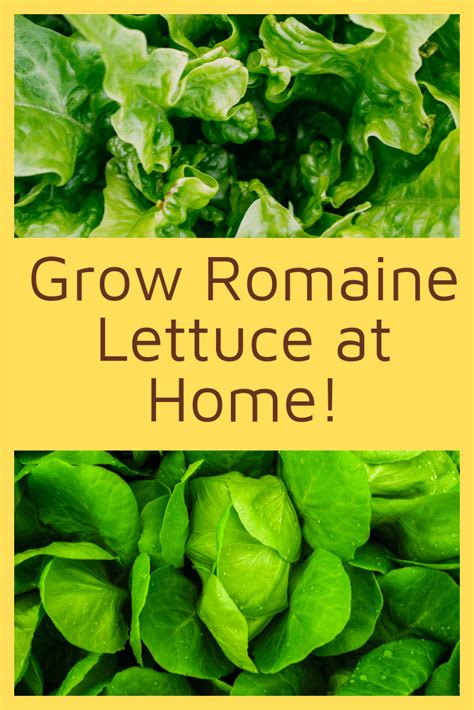 Easiest Way To Grow Romaine Lettuce At Home Its Garden Thyme