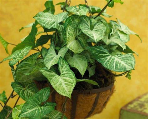 17 Indoor Vine Plants For The Ultimate Jungle Vibe Hort Zone