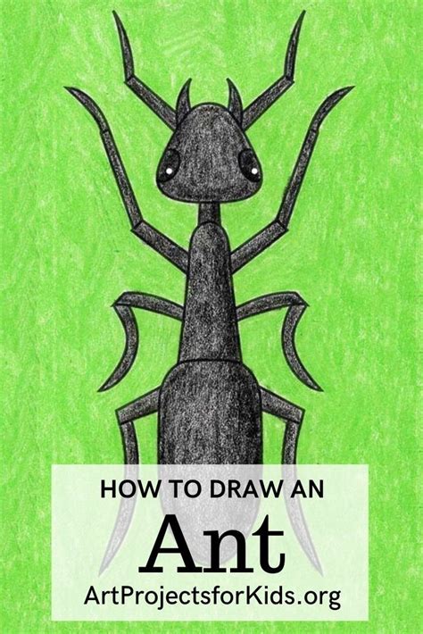 Learning How To Draw An Ant Gets Easy When You Start With A Step By