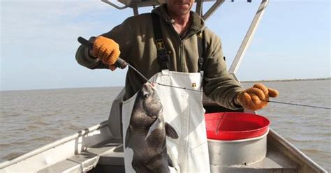 Black drum: A humble fish now a prized catch