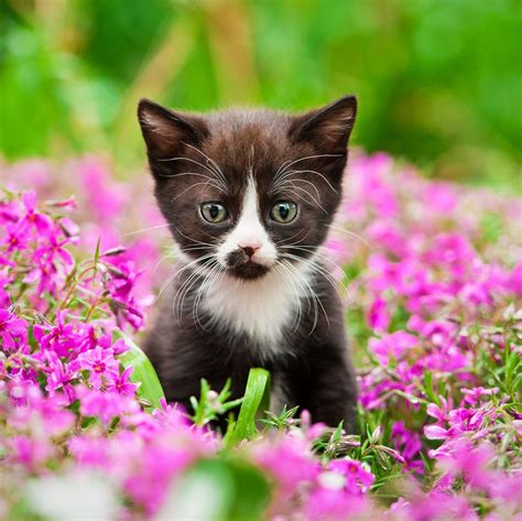 Charming Little Kitten In Flower Field With Images Kittens Cutest