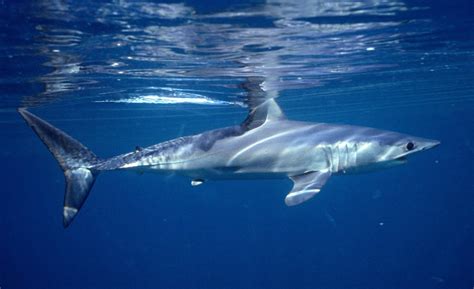 Estudio La Población De Tiburones Cayó 70 En Medio Siglo