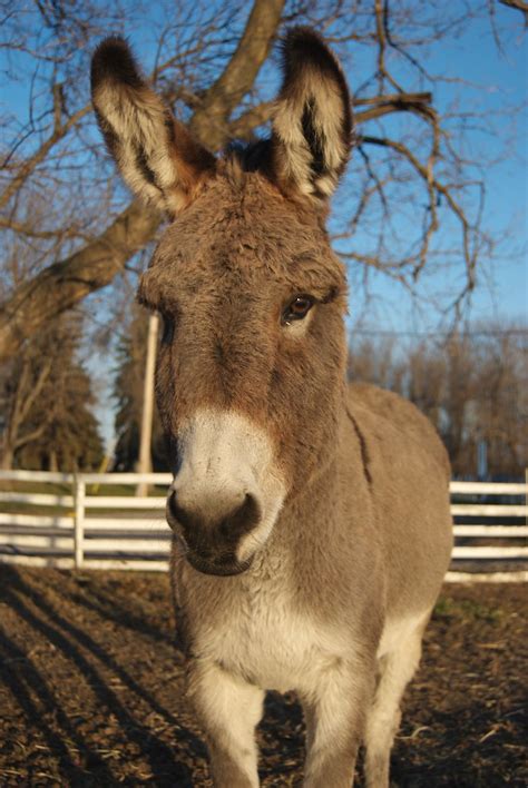 Winter Donkey In The Afternoon Sun Jackie Odonkey Our Pe Flickr