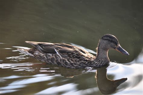 Free Images Wing Pond Wildlife Swim Beak Fauna Duck Vertebrate