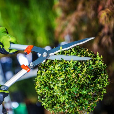 How To Trim And Shape Your Hedges