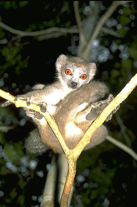 Mbg Madagascar Biodiversity And Conservation Crowned Lemur In A Tree
