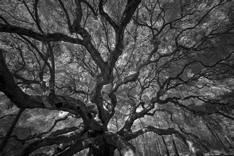 Angel Oak Tree Photograph By Mark Wagoner Fine Art America