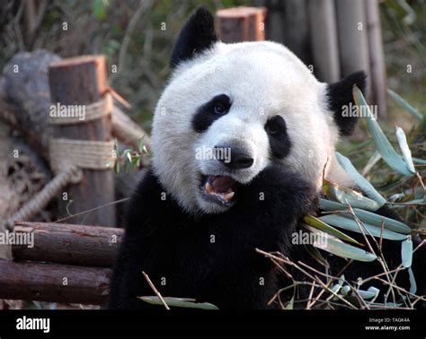 Giant Panda At Chengdu Panda Reserve Chengdu Research Base Of Giant
