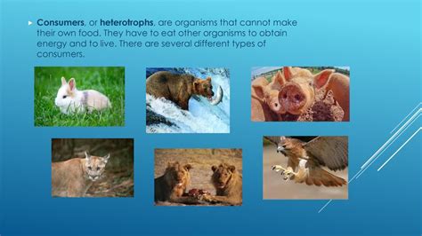 Relationships Among Species Ppt Download