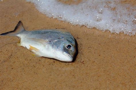 Dead Fish On Beach Free Stock Photo By Joses Tirtabudi On