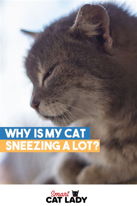 Why sneezing occurs in cats. Why Is My Cat Sneezing A Lot? | Cat sneezing, Cats, Cat lovers