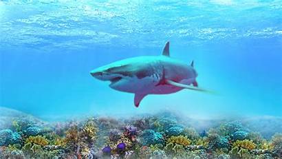 Sharks Wallpapers Definition Tablet