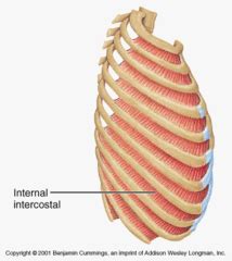 Between each rib lie several layers of intercostal muscles that are responsible for expanding and shrinking the rib cage when we breathe. Thorax Muscles: Breathing MDH flashcards | Quizlet