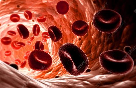 Red Blood Cells Stock Image C0082939 Science Photo Library