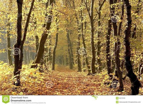 Autumn Forest Path With Early Morning Sun Rays Stock Image