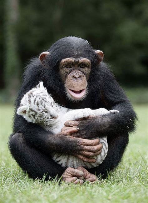 15 Unusual Animal Friendships That Will Melt Your Heart Con Immagini