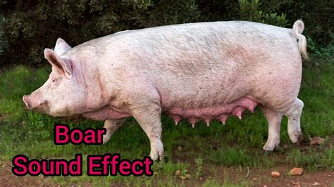 Boar Sounds Boar Sound Effect Youtube