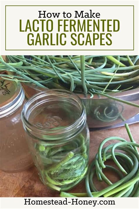 Lacto Fermented Garlic Scape Recipe Homestead Honey Scape Recipe