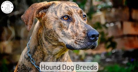 What Are The Different Breeds Of Hound Dogs