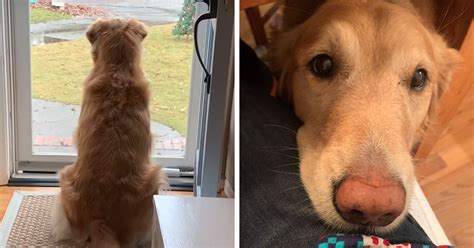 Golden Retriever Falls In Love With The Local Delivery Men Her Owner Starts Capturing Their
