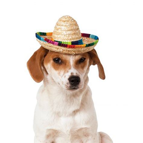 Pet Sombrero With Multi Color Trim Dog Hats And Headwear