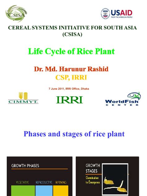 Life Cycle Of Rice Plant
