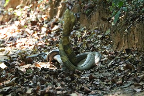 Amazing Snake Python King Cobra Big Battle In The Desert