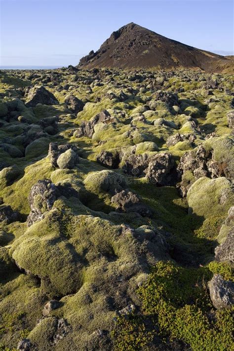 Volcanic Landscape Of Moss Covered Lava Iceland Stock Image Image