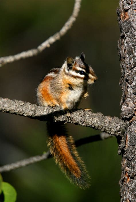 Yellow Pine Chipmunk Small Mammals Of California · Inaturalist