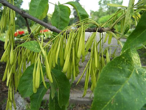 Red Ash Tree Seeds Fraxinus Pennsylvanica Etsy