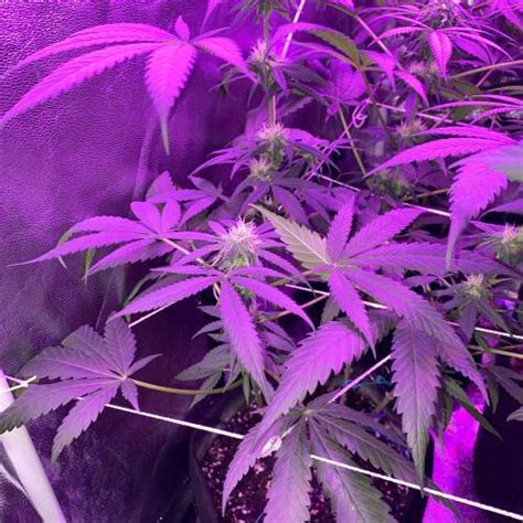 Seedsman Critical Purple Kush Grow Journal By Rojif Growdiaries