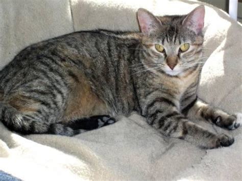 Maybe your cat just has a funny personality. Tabby - Mamacita - Large - Adult - Female - Cat for Sale ...
