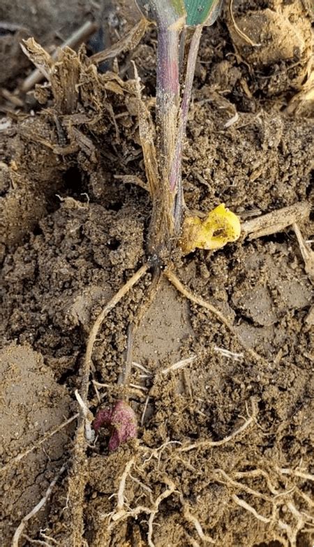 Pythium Root Rot In Corn Maryland Agronomy News