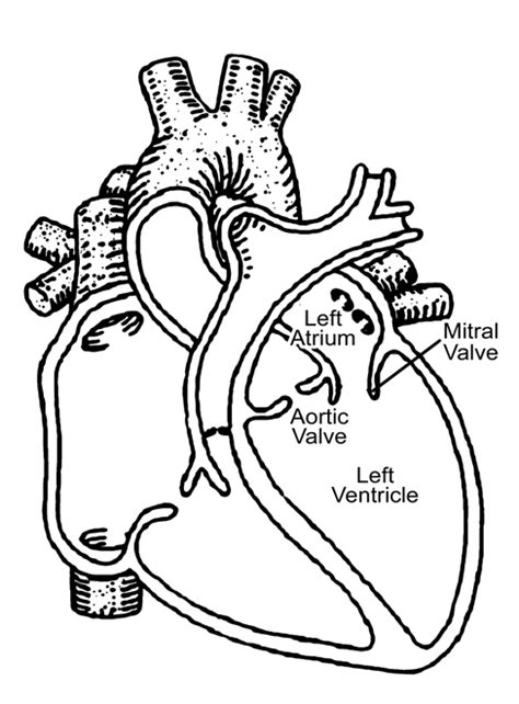 Basic Anatomy Of The Heart Download Scientific Diagram
