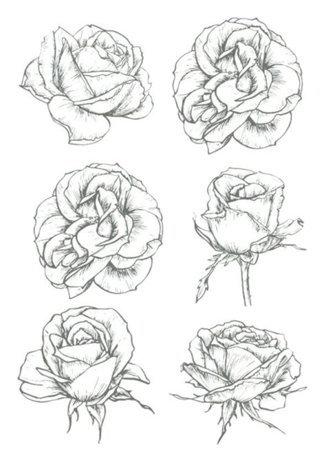 Blooming Rose Blumen Und Sprießen Skizzen Blumenrosen 스케치 장미 그리기 꽃