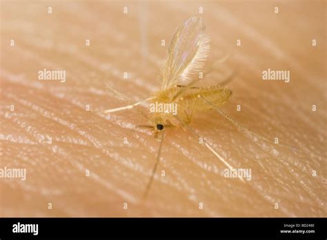 Phlebotomus Hi Res Stock Photography And Images Alamy