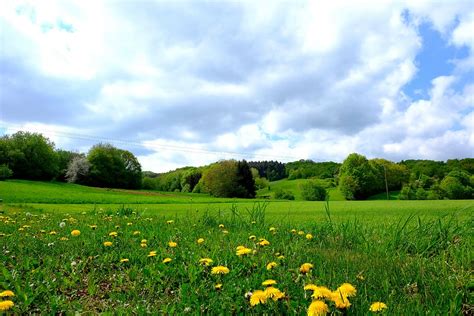 Hd Wallpaper Landscape Grass Field Meadow Nature Summer Flower