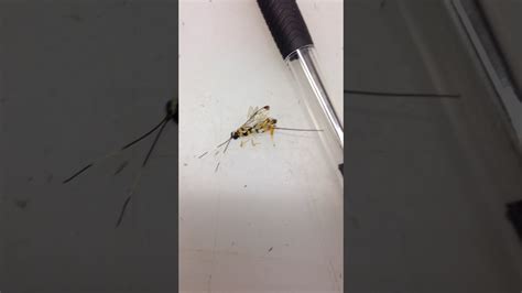 Unknown Flying Bug With Long Stinger 2017 Youtube
