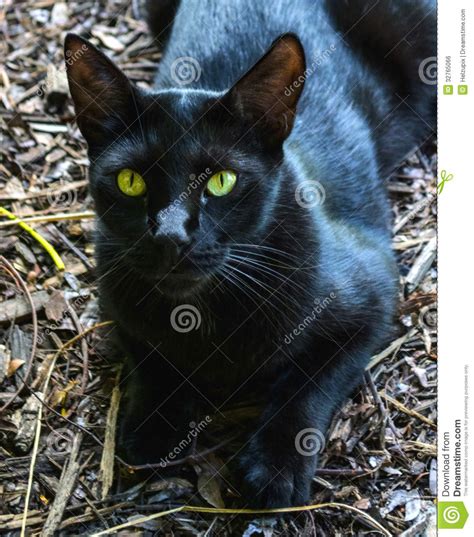 Green Eyed Black Cat Royalty Free Stock Image Image