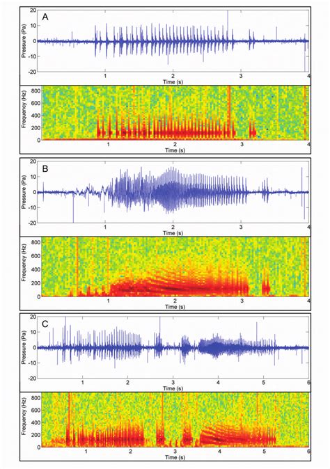 Oscillograms And Spectrograms Of Sounds Produced By M Venenosa A