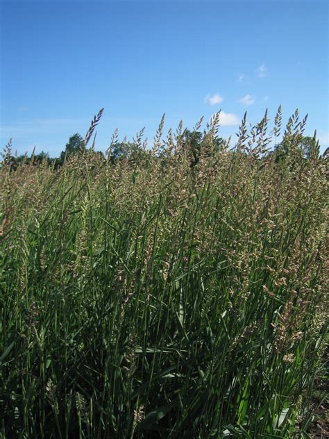 Reed Canary Grass Crops For Energy