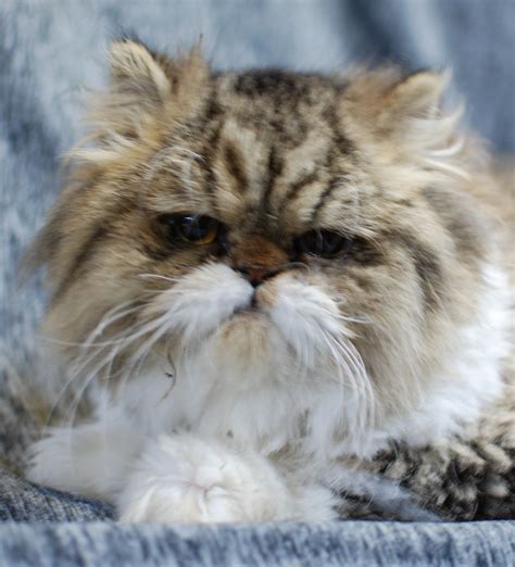 Find persian in cats & kittens for rehoming | 🐱 find cats and kittens locally for sale or adoption in ontario : Persian Cats For Sale | Temple City, CA #177062 | Petzlover