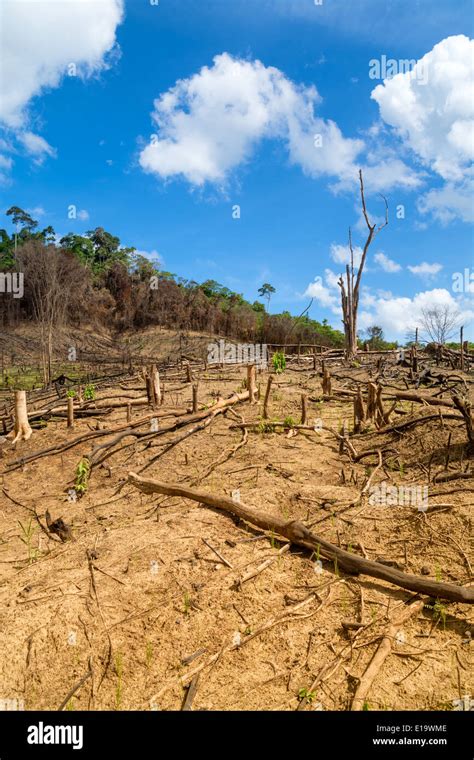 Deforestation In El Nido Palawan Philippines Stock Photo 69673870